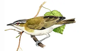 Vireos: Red-eyed Vireo