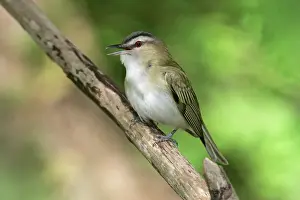 Vireos: Red-eyed Vireo - on breeding territory in spring