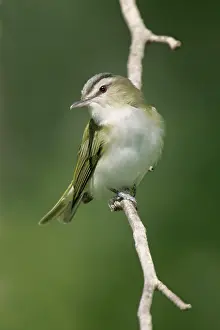 Vireos: Red-eyed Vireo - On breeding territory in spring