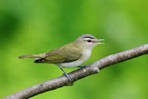 Vireos: Red-eyed Vireo - on breeding territory in spring