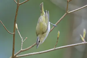 150617: Red-eyed Vireo in Connecticut forest