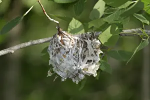 Olivaceus: Red-Eyed Vireo Nest