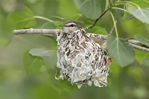 Nuture: Red-Eyed Vireo in nest