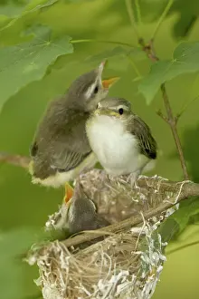 Fledge: Red-eyed Vireo Nestlings