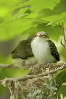 Fledge: Red-eyed Vireo Nestlings