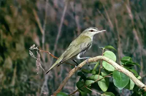 Gillean White: Red-Eyed VIREO - perched on branch