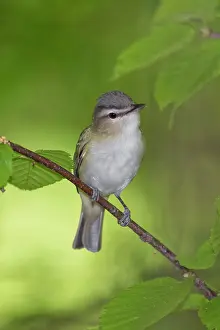 Olivaceus: Red-eyed Vireo, Vireo olivaceus, foraging in northwest Conne