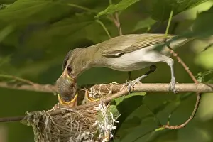 Hunger: Red-eyed Vireos