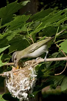 Hunger: Red-eyed Vireos