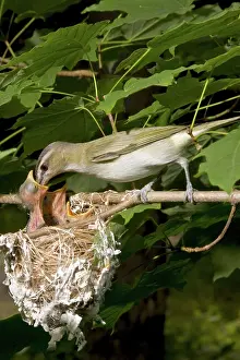 Hunger: Red-eyed Vireos