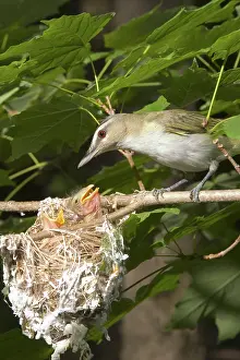 Hunger: Red-eyed Vireos