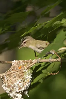 Nestling: Red-eyed Vireos