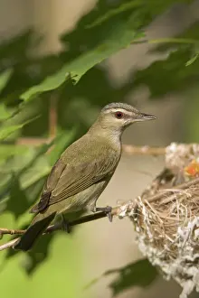 Nestling: Red-eyed Vireos