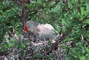 Mousebird: RED-FACED MOUSEBIRD - feeding young