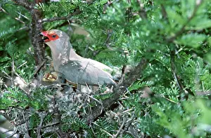 Mousebird: RED-FACED MOUSEBIRD - and young
