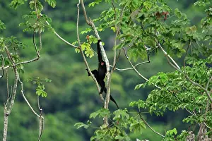 Ateles: Red-faced Spider Monkey / Guiana Spider Monkey /