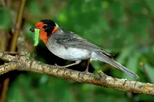 Parulidae: Red-faced Warbler with caterpillar in beak
