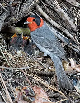Parulidae: Red-faced Warbler at nest with young