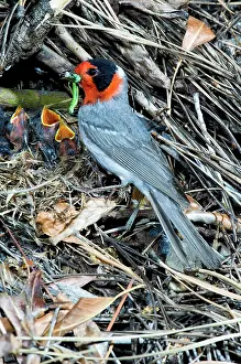 Parulidae: Red-faced Warbler at nest with young