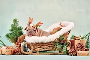 Decorated: Red fawn French Bulldog dog puppy in Christmas sleigh
