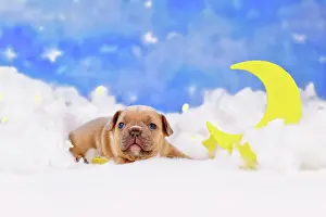 Moon: Red fawn French Bulldog dog puppy between fluffy