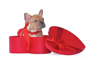 Romantic: Red fawn French Bulldog dog puppy in Valentines