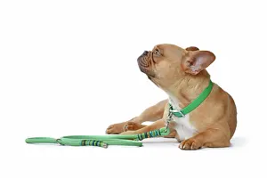 Rope: Red fawn French Bulldog dog wearing green collar