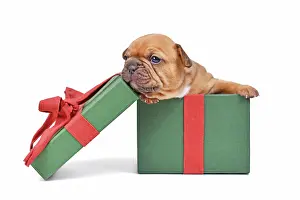 Packaging: Red fawn French Bulldog puppy sitting in green C