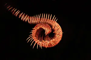 Cebu: Red Feather Star
