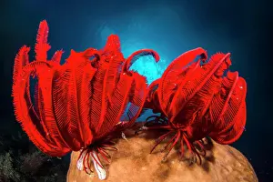 Bangka: Two Red feather star (Himerometra robustipinna)