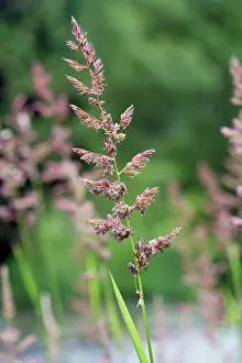 Temp: Red Fescue