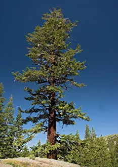 Firs: Red fir tree - at c. 9500 in the Sierra Nevada