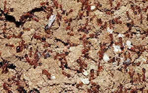 Painful: Red Fire Ants