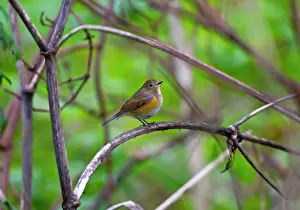 Flanked: Red-flanked Bluetail - 1st winter vagrant
