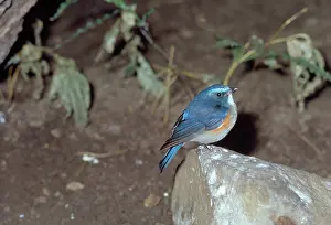 Gillean White: RED-FLANKED BLUETAIL