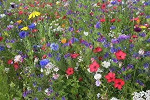 Cornflowers: Red Flax - with Cornflowers (Centaurea cyanus)