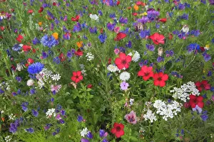 Cornflowers: Red Flax - with Cornflowers (Centaurea cyanus)