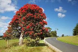 Roadside: Red Flowering Gum Tree (Corymbia Ficifolia)