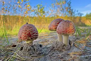 Amanita: Red fly agaric (Amanita muscaria), poisonous mushroom