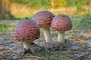 Amanita: Red fly agaric (Amanita muscaria), poisonous mushroom