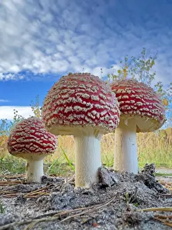 Amanita: Red fly agaric (Amanita muscaria), poisonous mushroom