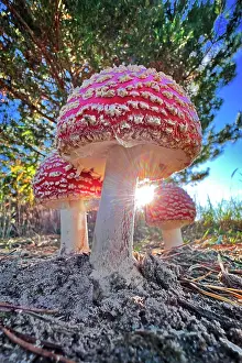 Amanita: Red fly agaric (Amanita muscaria), poisonous mushroom
