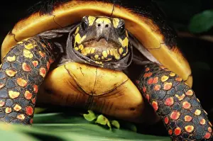 Geochelone: Red Foot Tortoise