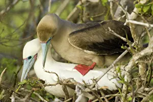 Genovesa: Red-footed boobies mating