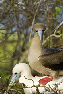 Genovesa: Red-footed boobies mating