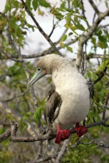 Boobys: Red-footed Booby