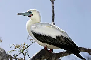 Boobys: Red-footed Booby