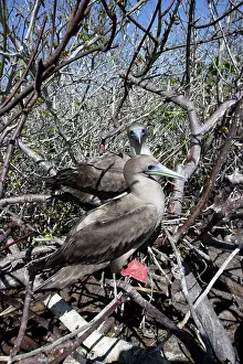 Boobie: Red-footed Booby