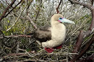 Boobie: Red-footed Booby