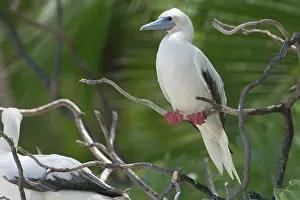 Boobie: Red-footed Booby